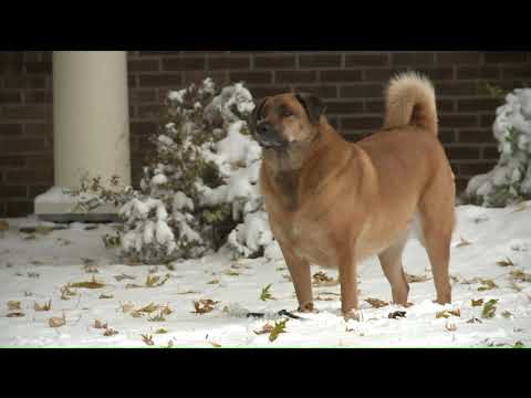 Snow day fun in Edwardsville