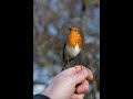 My story of Bob the robin shared by BBC