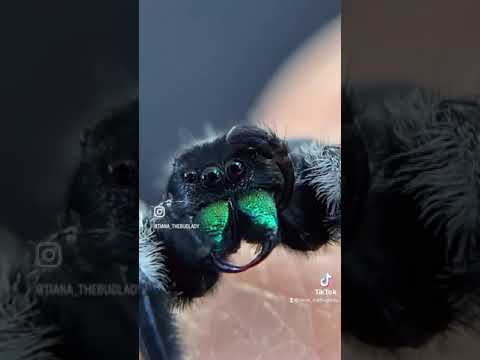 Reasons To Love Jumping Spiders!