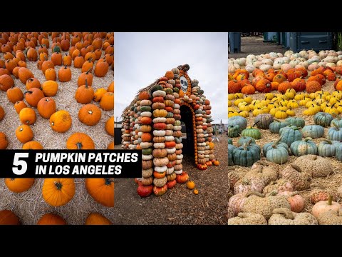 5 Pumpkin Patches to Visit Near Los Angeles in...