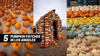 5 Pumpkin Patches to Visit Near Los Angeles in Southern California