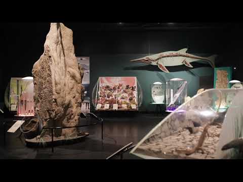 Museum and Art Gallery of the Northern Territory