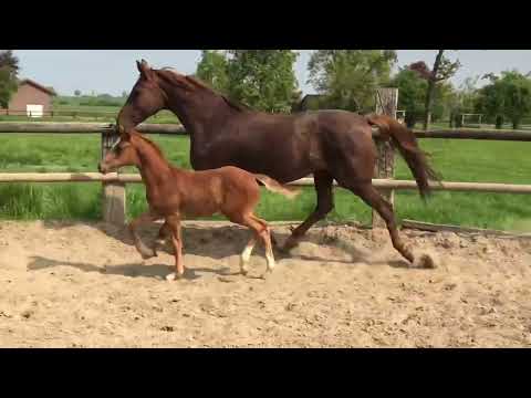 Stutfohlen vom 05.03.22 von First Deal (Floriscount x De Niro)