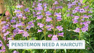 How to Plant, Prune & Divide Penstemons for More Blooms // Cottoverdi