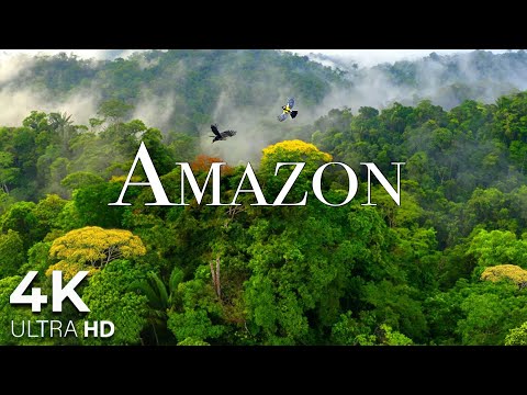 Amazon 4k - The World’s Largest Tropical Rainforest Part 2 | Jungle Sounds | Scenic Relaxation Film