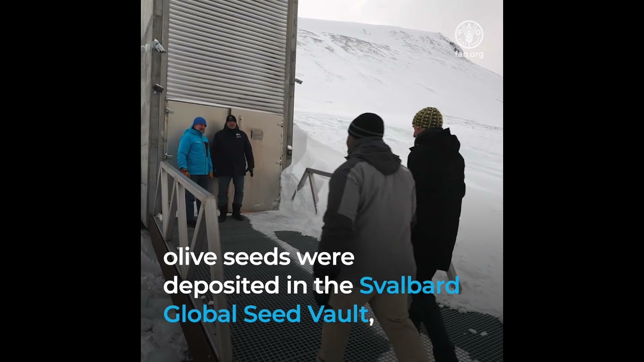 Olive seeds reach the Svalbard Global Seed Vault for the first time