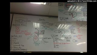 1) Dr.Wael Salah Anatomy of eyelid