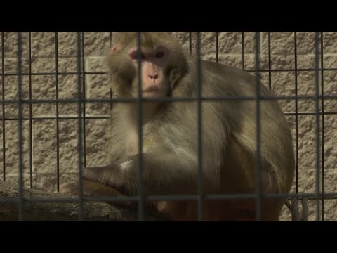 Giving monkeys a break: More research monkeys are being retired to sanctuaries when their work is done, but funding and quality of care are the biggest roadblocks. (June 13)
