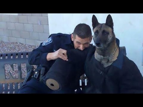 Funny POLICE DOG Compilation 