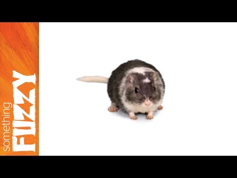 Something Fuzzy Presents: Animals Pronounced Differently