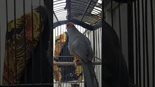 Download lagu poksay MANDARIN gacor untuk pancingan mp3 Download lagu poksay MANDARIN gacor untuk pancingan mp3