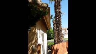 Howto get rid of Rats, Trim Trees away from roof so Rats don't jump on roof call 619-381-0763