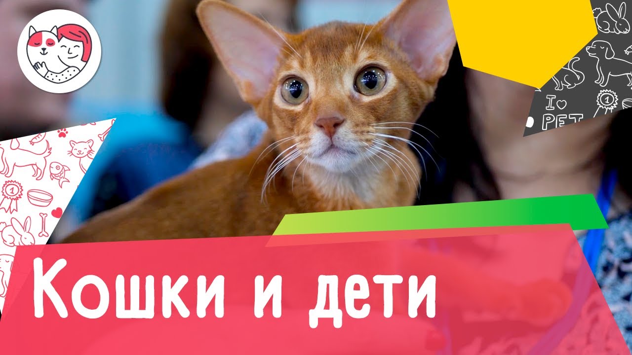 5 пород кошек, которые отлично ладят с детьми