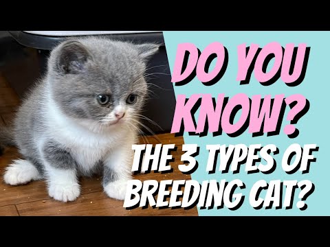 The Three Basic Types of Breeding Cats - Cat Breeding For Beginners, Cattery Advice for Breeders