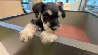 ミニチュアシュナウザーの動画01