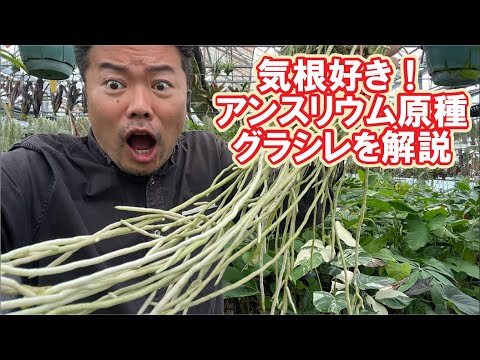 モネルスハコベ、モネルハコベ、ブルーアナガリス、ブルーピンパーネル、リシマキア・モネリ