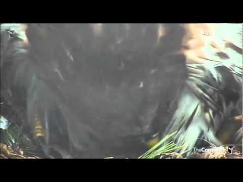 A New Baby Hawk at Cornell