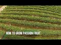 How To Grow PASSION FRUIT