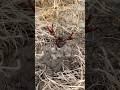 How Far Down Do Crawfish Burrow?