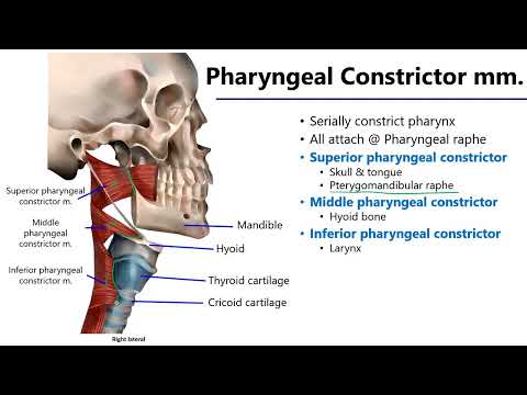 Pharyngeal Muscles LO7 - M1 Anatomy Learning Objectives