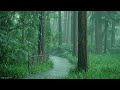 Listen to the rain on the forest path(2), relax, reduce anxiety, and sleep deeply