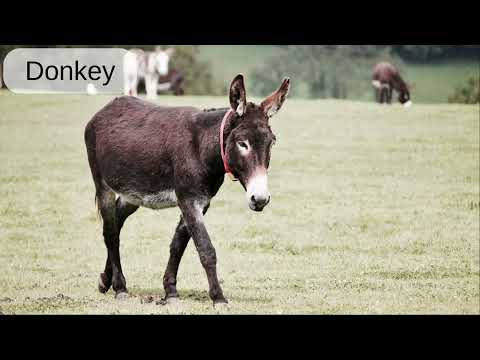 Donkey: Word Pronunciation - Read Along (Australian Accent) Picture Dictionary English