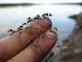 США 2014: Как обстоят дела в Кремниевой Долине с комарами? 