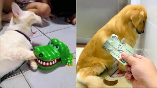 Funniest Cats and Dogs 🐱🐶TRY NOT TO LAUGH PT.3