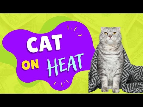 Can a Cat on Heat Cycle After Mating? || Why my cat acting strange? || Urdu-Hindi || Animalia Dot Pk