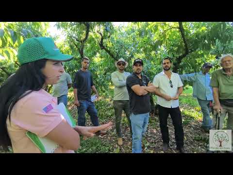 Maçã em São Paulo? Como cultivar e ter sucesso no clima paulista!