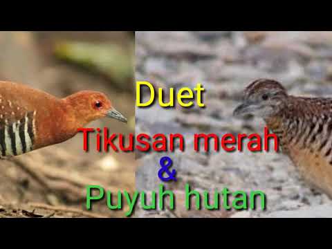 Pipikau Novyj Trend Smotret Onlajn Na Sajte Trendovi Ru