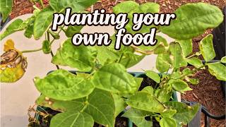 How I Prep My RAISED Bed for an Epic Green Bean Planting!