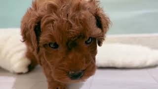 トイプードルの動画01