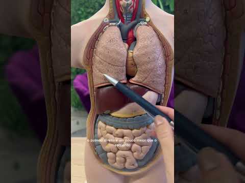 Quick review of the anatomy of the LUNGS!