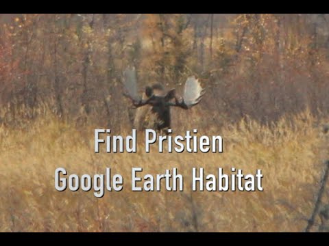 Troy Sessions - Giant Alaska moose, DIY Google searching prime moose habitat.