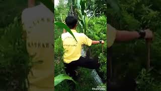 Download lagu Viral!!!! Status WhatsApp Terbaru... kocak lucu.. bikin Ngakak.. 'Goyang Cabai' mp3