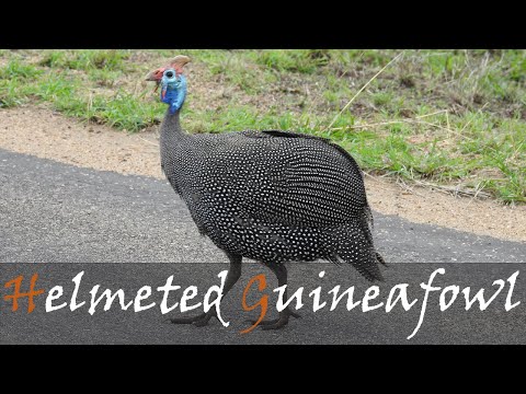 Helmeted Guineafowl bird call Kruger