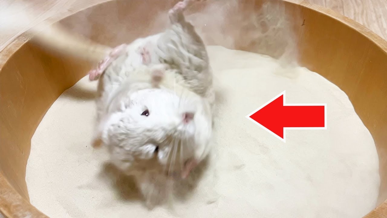 チンチラの爆速砂浴びをご覧あれ。