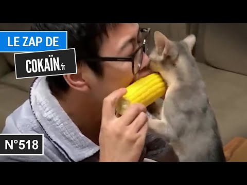 Le Zap de Cokaïn.fr n°518