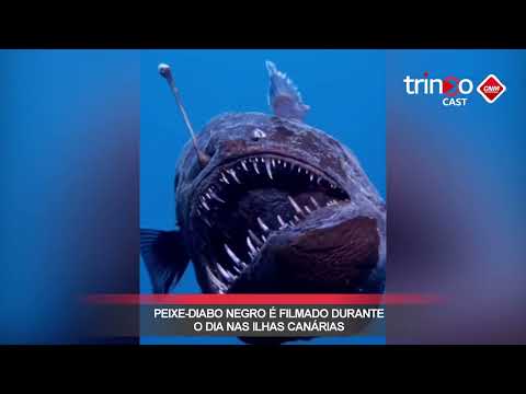 O Diablo Negro aparece em águas rasas – Aquecimento global está expulsando monstros das profundezas?