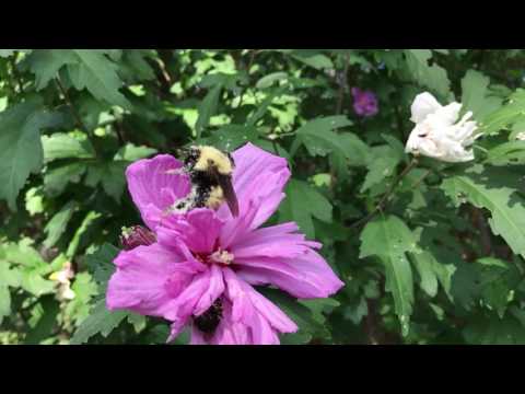 Giant bumble bee