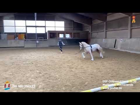 Trainingsimpressionen KN 36 Mr. JINGLES 2-j. Reitponyhengst v. FS Mr. President *Marbacher Wochenend