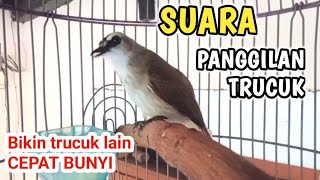 Download lagu Cepat bikin Bunyi GACOR...Pancingan trucukan BETINA MEMANGGIL JANTAN Trucukan jadi gacor siang malam mp3