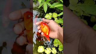 Download lagu Amazing Catch Colorful Tiny OrnamentalTurtles, Three Tailed Fish, Koi Fish, Catfish,Angel Fish mp3