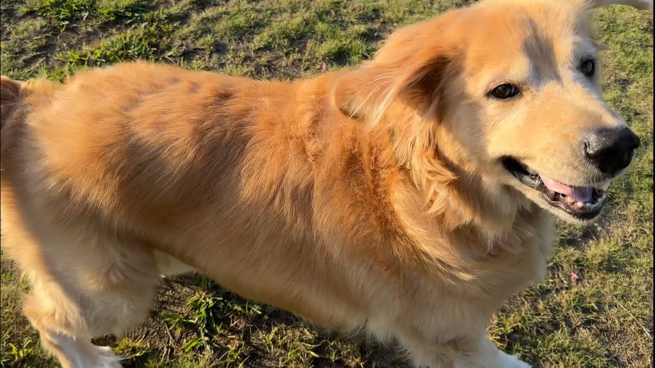 体重50kgのゴールデンレトリバーが走るとこんな感じです