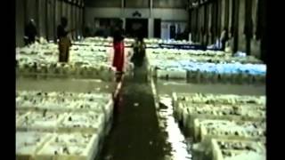 THE ABERDEEN FISH MARKET