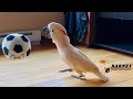 Barney Getting His Steps In For The Day Whew I M Tired Just Watching ️