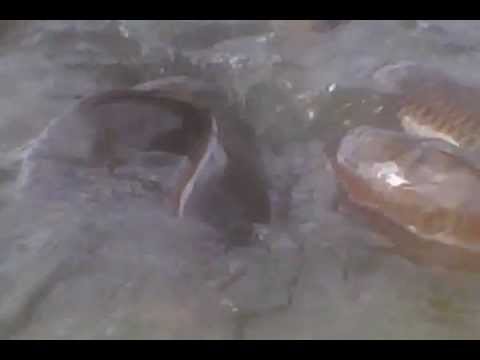 Feeding BIG fish in Jakobsberg