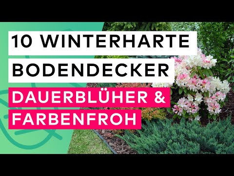 10 perennial flowering ground covers that are winter hardy 🌸❄️