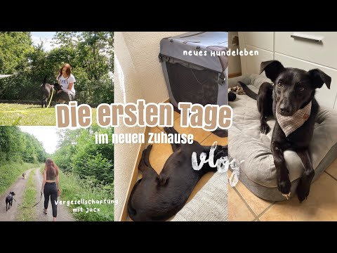 DIE ERSTEN TAGE MIT TIERSCHUTZHUND 🤍 - viele neue Eindrücke, Bindung aufbauen... | Vlog | Kim Jaro